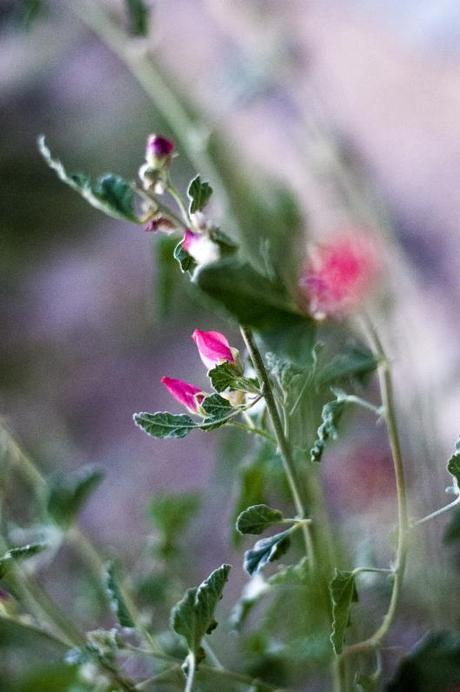 Globemallow (This thing is about to burst!)