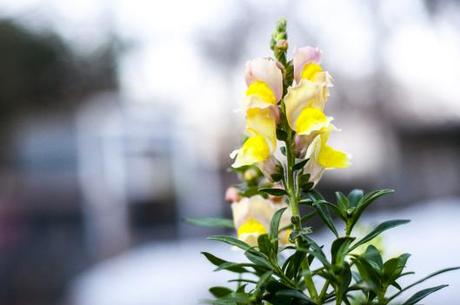 Snapdragon. One of my favorite annuals.