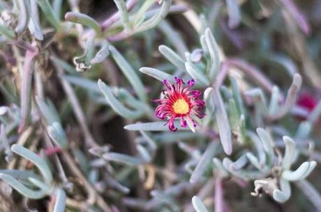 Ice plant