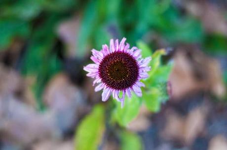 Echinacea