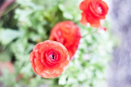 Ranunculus