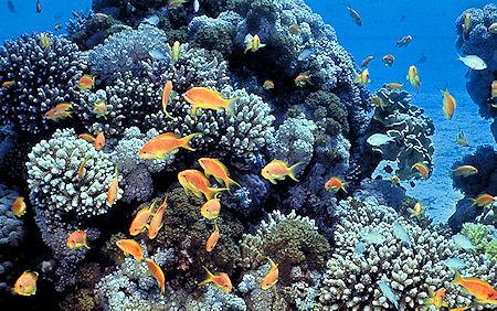 Most Impressive Coral Reefs