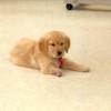 Meet Lily, the therapy puppy who’s getting a prosthetic paw