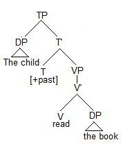 The structure of English word order (Subject - Verb - Object) 