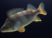 Anti-Anxiety Drug Makes River Fish Anti-Social