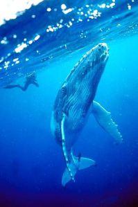 329_1young_curious_humpback_whale_calf