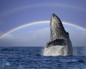 A humpback whale breachs off the coast of Maui, with a double rainbow.