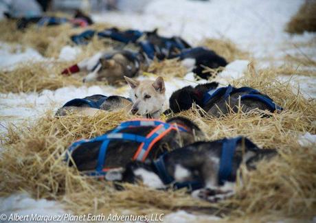 Allen Moore Wins 2013 Yukon Quest