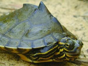 Barbour's map turtle (Photo courtesy of USGS)