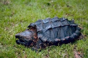 Alligator snapping turtle (Photo by Gary Stolz courtesy of USFWS)