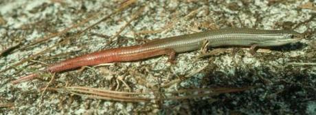 Florida Keys Mole Skink (Photo courtesy of USFWS)