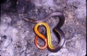 Key ringneck snake (Photo courtesy of USFWS)