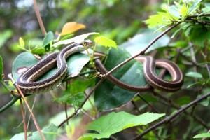 Eastern ribbon snake (Photo courtesy of USAF)