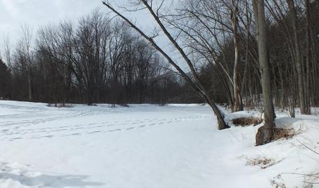 Frozen Creek 1 South of Ottawa, Ontario, Canada