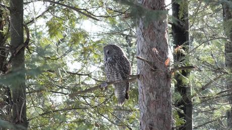 Great Grey Owl sits high in tree 2 - Ottawa - Ontario - Canada - Frame To Frame - Bob & Jean picture