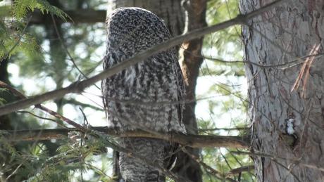 Great Grey Owl looks left - Ottawa - Ontario - Canada - Frame To Frame - Bob & Jean picture