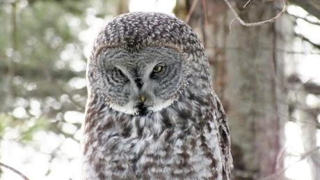 Great Grey Owl - spots something off to its right - Ottawa - Ontario - Canada - Frame To Frame - Bob & Jean picture