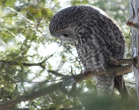 Great Grey Owl looks below tree - Ottawa - Ontario - Canada - Frame To Frame - Bob & Jean picture