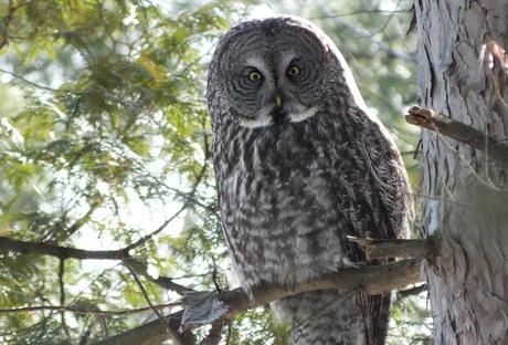 Great Grey Owl looks towards me - Ottawa - Ontario - Canada - Frame To Frame - Bob & Jean picture