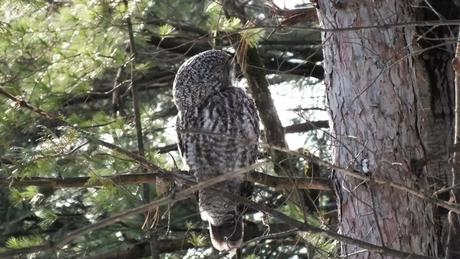 Great Grey Owl preens feathers 2 - Ottawa - Ontario - Canada - Frame To Frame - Bob & Jean picture