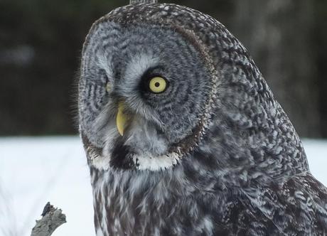 Great Grey Owl - closeup  - Ottawa - Ontario - Canada - Frame To Frame - Bob & Jean picture