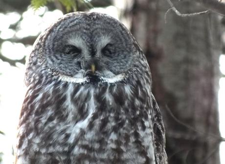 Great Grey Owl - cross eyed in pine tree - Ottawa - Ontario - Canada - Frame To Frame - Bob & Jean picture