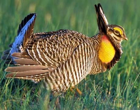 GreaterPrairie-Chicken