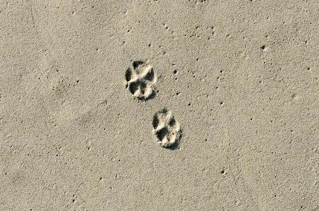 paw prints in the sand