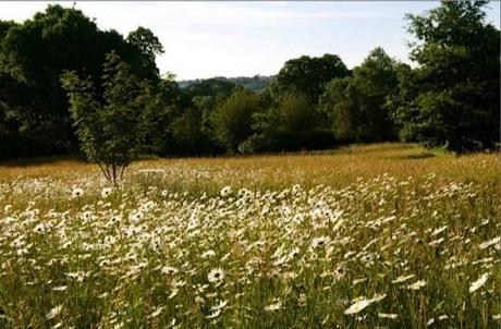 view across luscious wildflower meadow
