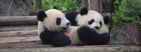 Facebook Cover Photo - Pandas in China