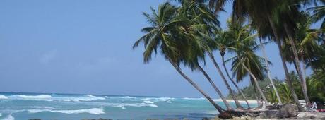 Facebook Cover Photo - Barbados Palm Tree