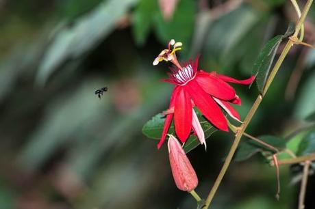 Passion-Flower-and-Bee