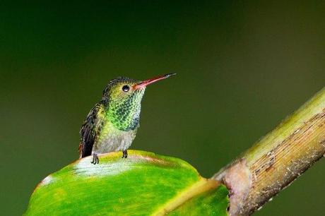 Rufous-tailed-Hummingbird-a