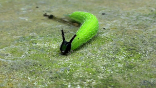 Melanitis leda bankia Caterpillar found at Singtam, Sikkim