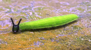 Melanitis leda bankia Caterpillar found at Singtam, Sikkim