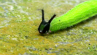 Melanitis leda bankia Caterpillar found at Singtam, Sikkim