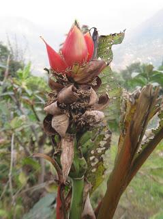 Banana plant with its upright flower from Dalapchand