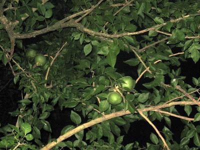 Where a Newari girl marries a Bael fruit?