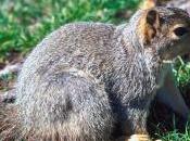 Squirrel Hunting Event Upstate York Draws Protests