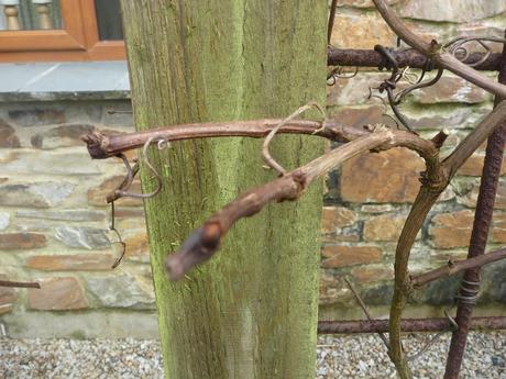 Pruning Clematis