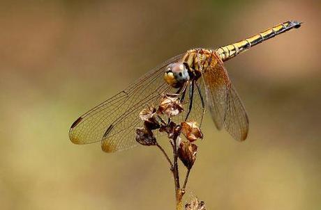 female Crimson Marsh Glider