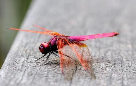 Crimson Marsh glider