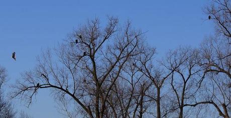 Eagles in Iowa and Other Birds of Prey, Guest Post by Barbara Siebenschuh