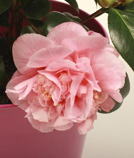 Karma Camellia