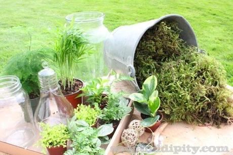 Terrarium Supplies