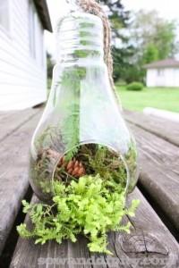 Lightbulb terrarium