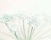 Mint and white flower photograph, wall decor, minimalist, lace, spring garden, beige, pastel, dill 5x7 - Raceytay Mint and white flower photograph, wall decor, minimalist, lace, spring garden, beige, pastel, dill 5x7 - Raceytay