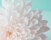 30% OFF SALE on In Stock Prints - Sweet Mums - Fine Art Photography - Pink, Blue, Aqua, Flower, Petals, Blossom, Bloom - 8x8 - SweetMomentsCaptured 30% OFF SALE on In Stock Prints - Sweet Mums - Fine Art Photography - Pink, Blue, Aqua, Flower, Petals, Blossom, Bloom - 8x8 - SweetMomentsCaptured