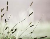 Rustic Winter Photograph - Sway - 5x5 print, mint green, gray sky, forest green grass stems, efpteam, fpoe, IN STOCK - ErinBphoto Rustic Winter Photograph - Sway - 5x5 print, mint green, gray sky, forest green grass stems, efpteam, fpoe, IN STOCK - ErinBphoto