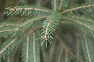 Picea morrisonicola Leaf (27/01/2012, Kew Gardens, London)